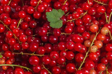 Frenk üzümü yakından. Makro.