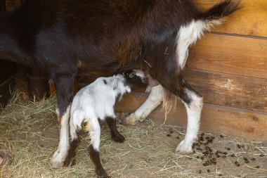 Yazın parkta küçük bir keçi