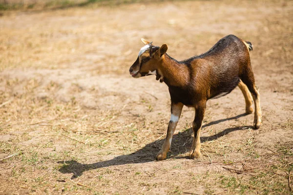 Little Goat Park Summer — Stock Photo, Image