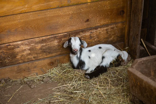 Little Goat Park Summer — Stock Photo, Image