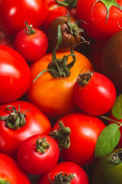 Farklı renk ve çeşitlilikte domatesler yakın çekim