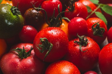 Farklı renk ve çeşitlilikte domatesler yakın çekim