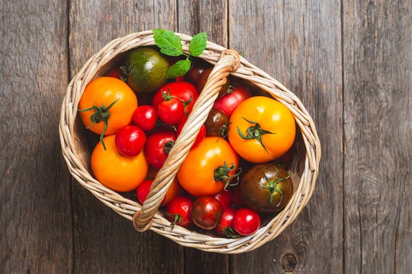 Tomaten Verschiedenen Farben Und Sorten Aus Nächster Nähe — Stockfoto