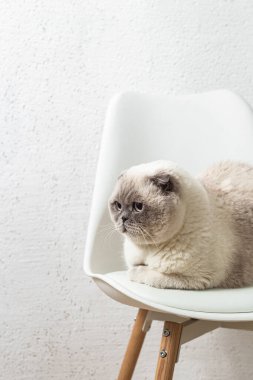 İskoç beyaz kedisi komik bir poz içinde sandalyede oturuyor.