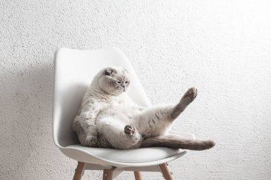 İskoç beyaz kedisi komik bir poz içinde sandalyede oturuyor.