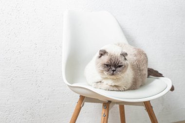 İskoç beyaz kedisi komik bir poz içinde sandalyede oturuyor.