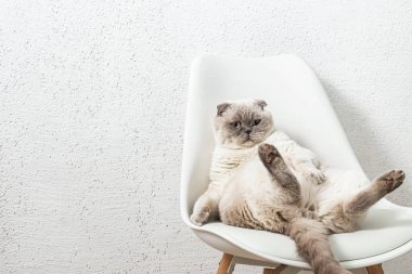 İskoç beyaz kedisi komik bir poz içinde sandalyede oturuyor.