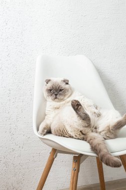 İskoç beyaz kedisi komik bir poz içinde sandalyede oturuyor.