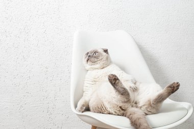 İskoç beyaz kedisi komik bir poz içinde sandalyede oturuyor.