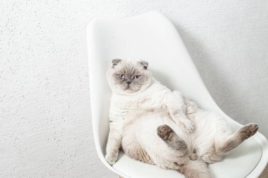 İskoç beyaz kedisi komik bir poz içinde sandalyede oturuyor.