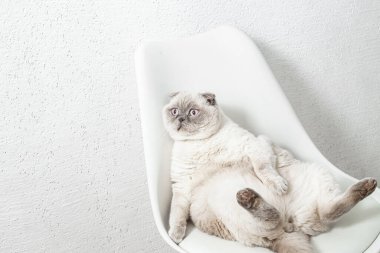 İskoç beyaz kedisi komik bir poz içinde sandalyede oturuyor.