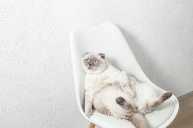 İskoç beyaz kedisi komik bir poz içinde sandalyede oturuyor.