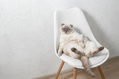 İskoç beyaz kedisi komik bir poz içinde sandalyede oturuyor.