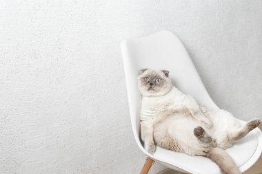 İskoç beyaz kedisi komik bir poz içinde sandalyede oturuyor.