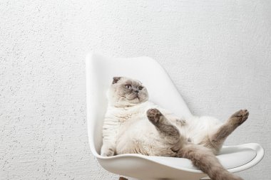 İskoç beyaz kedisi komik bir poz içinde sandalyede oturuyor.