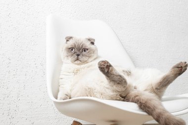 İskoç beyaz kedisi komik bir poz içinde sandalyede oturuyor.