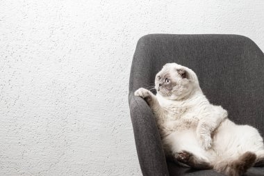 İskoç beyaz kedisi komik bir poz içinde sandalyede oturuyor.