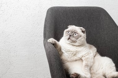 İskoç beyaz kedisi komik bir poz içinde sandalyede oturuyor.