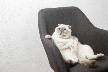 İskoç beyaz kedisi komik bir poz içinde sandalyede oturuyor.