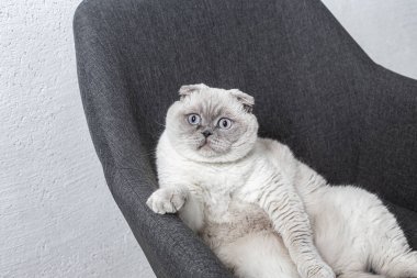 İskoç beyaz kedisi komik bir poz içinde sandalyede oturuyor.