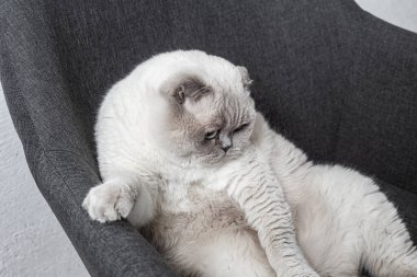 İskoç beyaz kedisi komik bir poz içinde sandalyede oturuyor.
