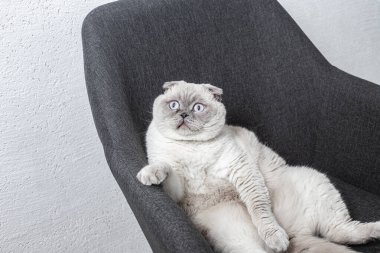 İskoç beyaz kedisi komik bir poz içinde sandalyede oturuyor.