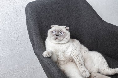 İskoç beyaz kedisi komik bir poz içinde sandalyede oturuyor.