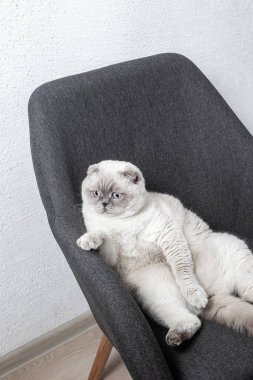 İskoç beyaz kedisi komik bir poz içinde sandalyede oturuyor.