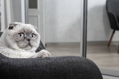 İskoç beyaz kedisi komik bir poz içinde sandalyede oturuyor.