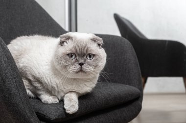 İskoç beyaz kedisi komik bir poz içinde sandalyede oturuyor.