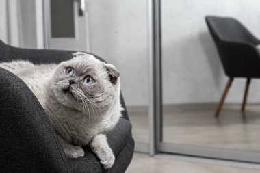 İskoç beyaz kedisi komik bir poz içinde sandalyede oturuyor.