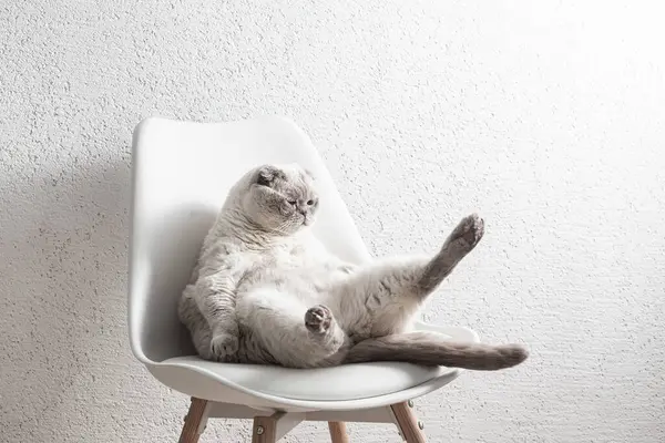 İskoç beyaz kedisi komik bir poz içinde sandalyede oturuyor.