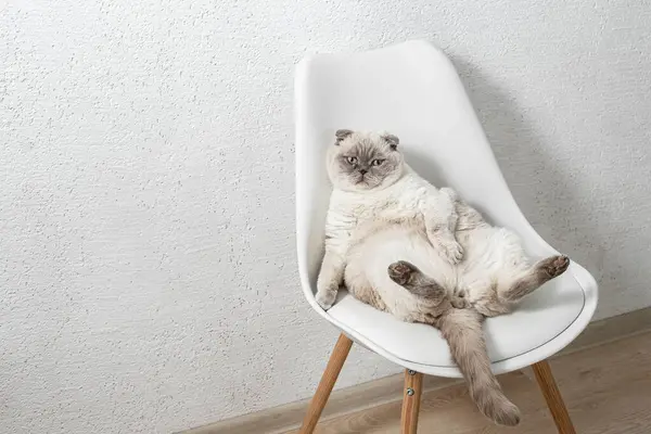 İskoç beyaz kedisi komik bir poz içinde sandalyede oturuyor.