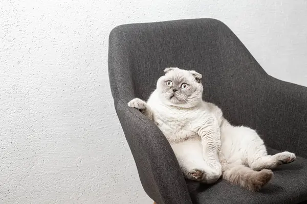 İskoç beyaz kedisi komik bir poz içinde sandalyede oturuyor.