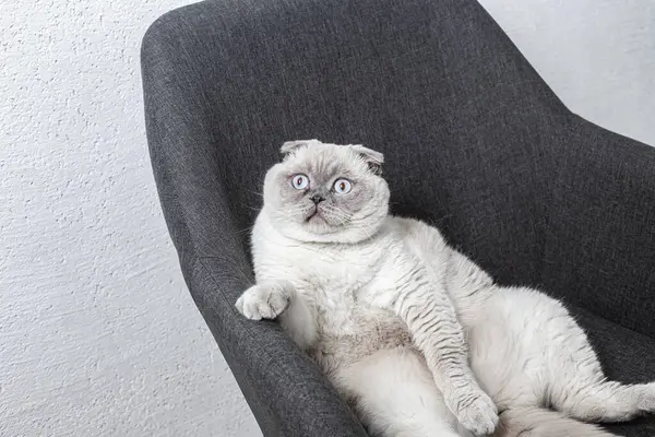 İskoç beyaz kedisi komik bir poz içinde sandalyede oturuyor.