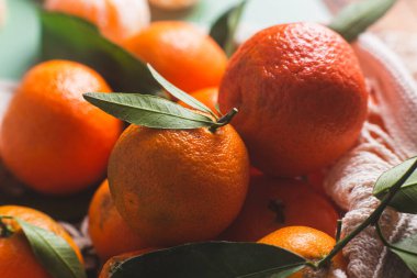 Clementine mandalinaları yeşil yapraklarla kaplıdır.