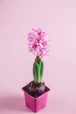 Masadaki bir tencerede pembe sümbül.