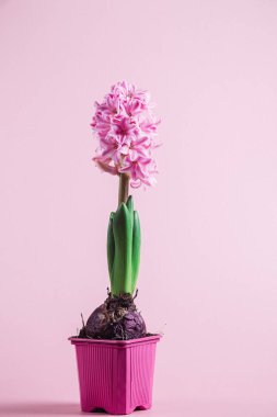 Masadaki bir tencerede pembe sümbül.