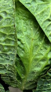 Yeşil lahana yakın plan. Lahana yapraklarına su damlatıyor.