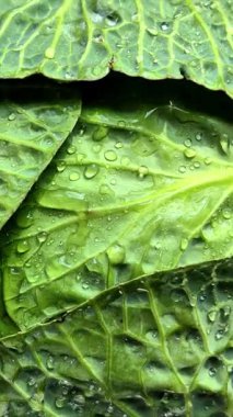 Yeşil lahana yakın plan. Lahana yapraklarına su damlatıyor.