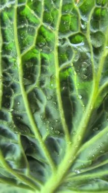 Yeşil lahana yakın plan. Lahana yapraklarına su damlatıyor.