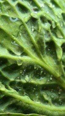 Yeşil lahana yakın plan. Lahana yapraklarına su damlatıyor.