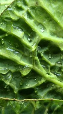 Yeşil lahana yakın plan. Lahana yapraklarına su damlatıyor.