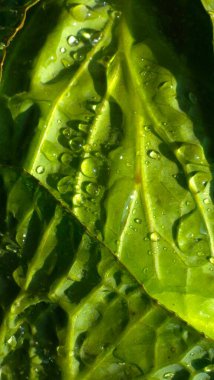 Yeşil lahana yakın plan. Lahana yapraklarına su damlatıyor.