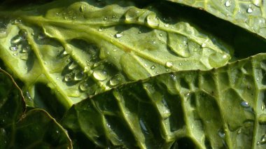 Yeşil lahana yakın plan. Lahana yapraklarına su damlatıyor.