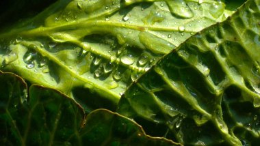 Yeşil lahana yakın plan. Lahana yapraklarına su damlatıyor.