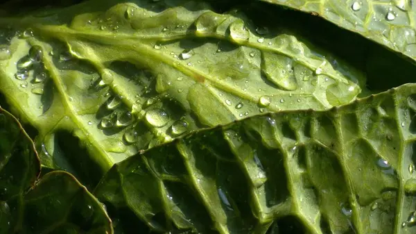 Yeşil lahana yakın plan. Lahana yapraklarına su damlatıyor.