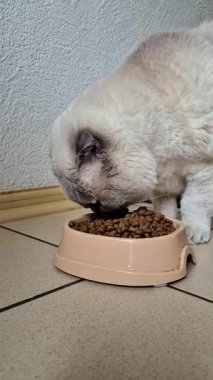 Beyaz İskoç kedisi kaseden kuru yiyecekler yiyor.