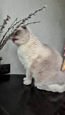 Beyaz İskoç Kedisi Taranarak Taranıyor