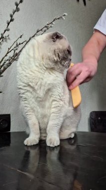 Beyaz İskoç Kedisi Taranarak Taranıyor